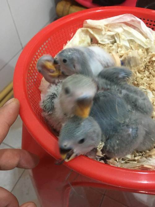 出售牡丹雏鸟!美桂,墨花,绿金