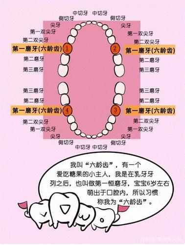 造成儿童营养不良 还会影响颌骨的发育 这种牙就是我们所说的"六龄齿"