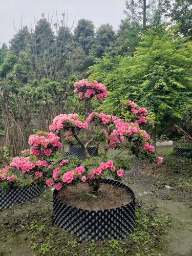 先拥有花木基地4个,主要种植杜鹃花瓶造型,紫薇花瓶,紫薇条,杜鹃条