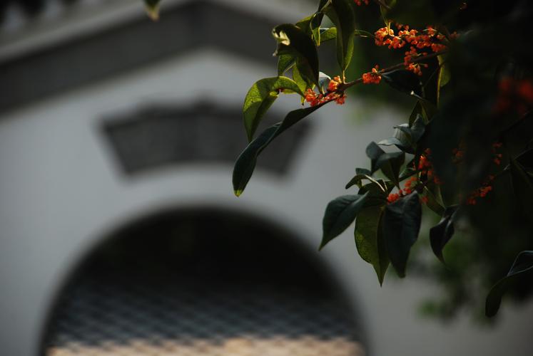 2020.9月江尖桂花开