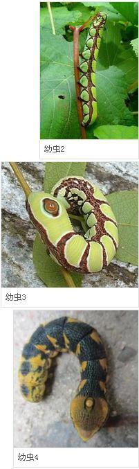 展开全部 葡萄昼天蛾幼虫 葡萄昼天蛾(sphecodinacaudata),别名车