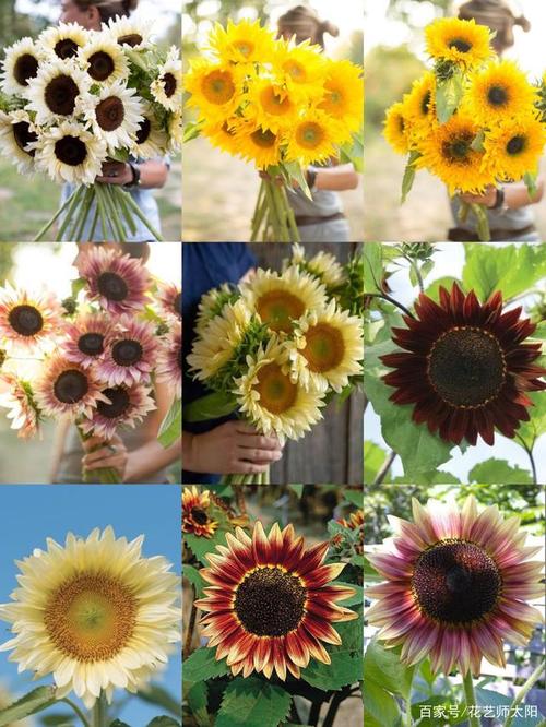 每日一花|大家见过多少个品种的向日葵