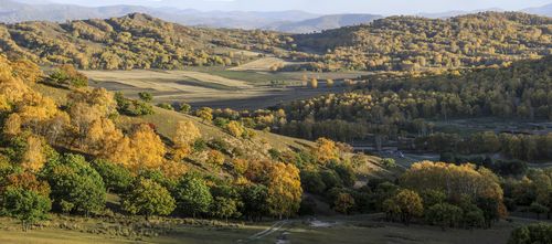 美丽的高岭塞罕坝——那片林