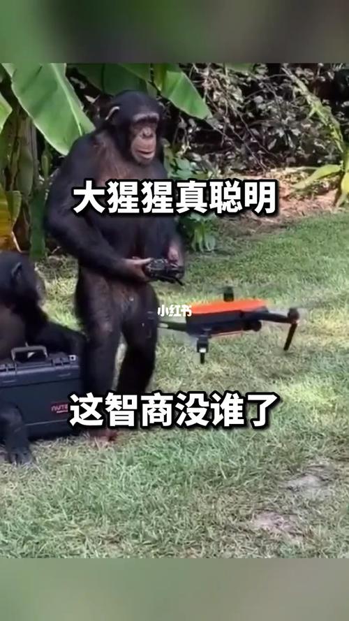 大猩猩真聪明,这智商没谁了#搞笑配音_搞笑_配音_搞笑