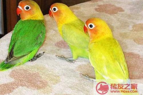 牡丹鹦鹉怎么分公母图解牡丹鹦鹉有哪些种类