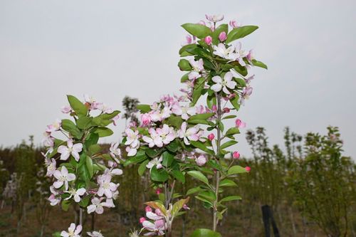 龙游仙庄千亩花海 现各种海棠正展放