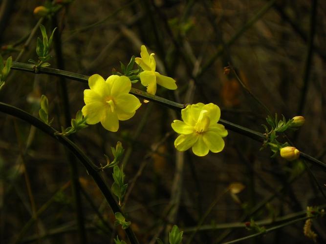 这个是重瓣迎春花 请百度对照