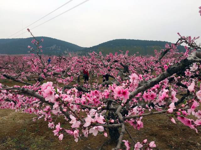 约起来!本周末,跟随徐州广电车友会去督公湖赏桃花,泡龙山温泉