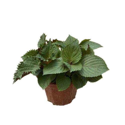 紫苏盆栽广州芳村花卉市场批发炒田螺植物香料带盆带原土新鲜发货