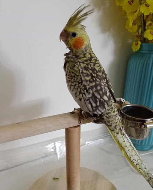 玄凤鹦鹉还有这么漂亮的品种,网友直呼:爱了!