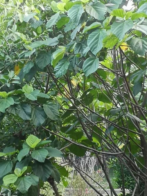 认识《大果榕》