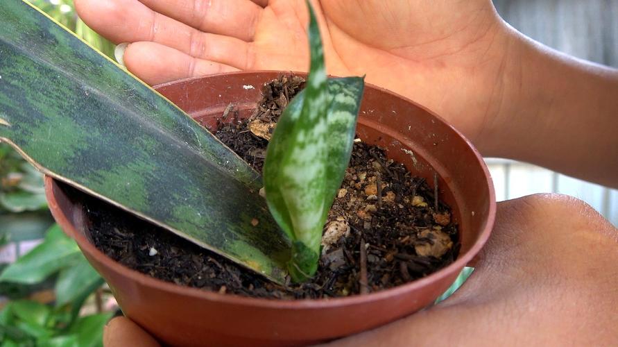 虎皮兰扦插超级简单,记住这几个主要点,插一盆爆一盆,太厉害了