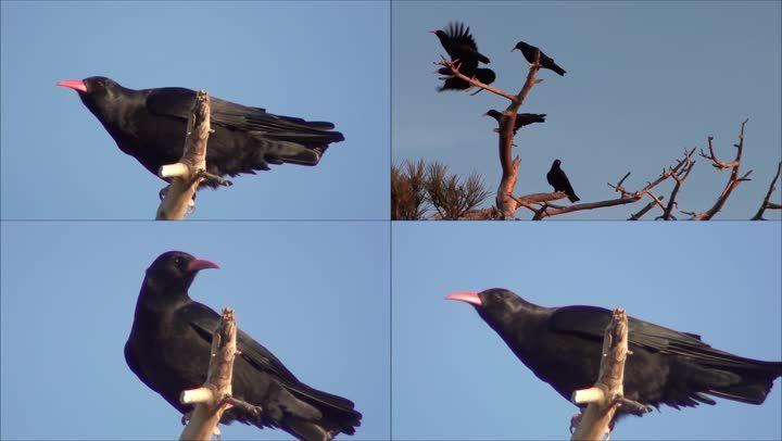 乌鸦叫声红嘴山鸦叫声