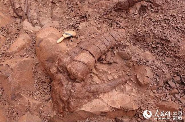 云南禄丰发现一具8米长恐龙化石完整度超70
