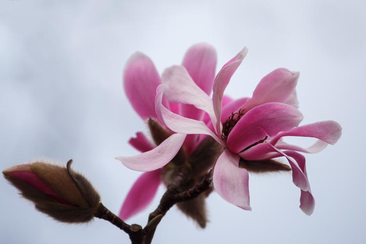 (首发)早花武当玉兰