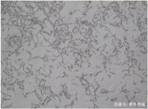 1,病 原   副猪嗜血杆菌为革兰氏阴性菌,非溶血性,属变形菌门γ