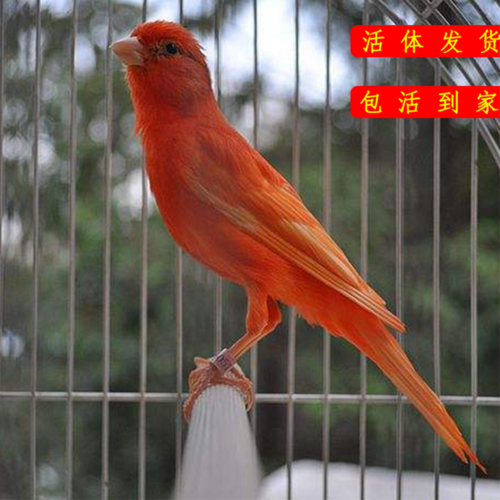 特价宠物鸟 芙蓉鸟_玉鸟活体金丝雀芙蓉鸟山东黄玉鸟笼养辣椒红玉鸟活