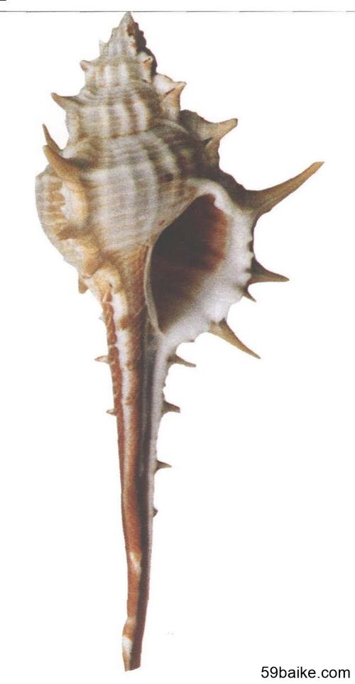 图6-463 浅缝骨螺