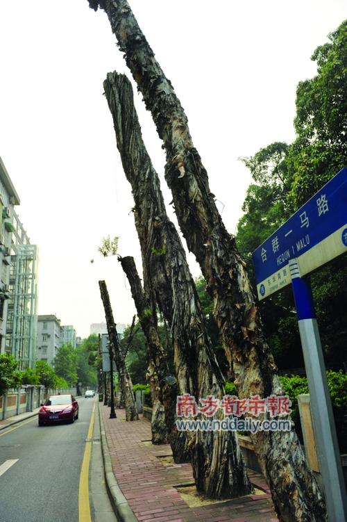 昨日越秀区园林局回应,砍树是为了防止台风吹倒40年的老树.