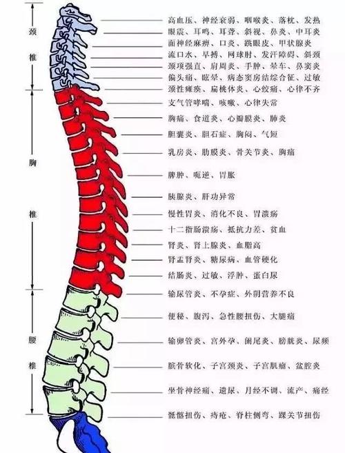 胸椎有病,五脏六腑跑不了 除此之外,更重要的是内脏的问题.