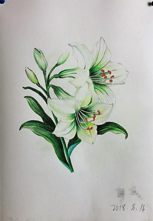 彩铅学习记录之百合花