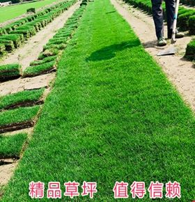 恩平大叶油卷草供应