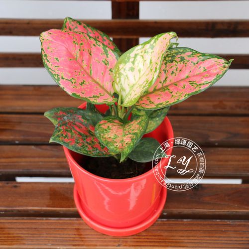 放心好店如意皇后花盆栽彩色万年青类的绿植