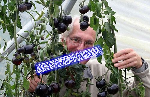 黑玉一号 紫黑樱桃番茄种子 黑番茄种子 100粒