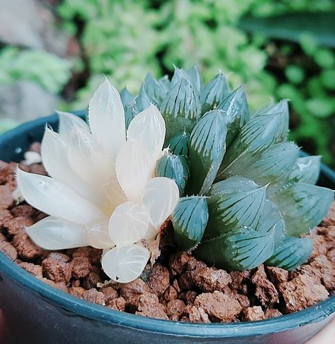 首页 下载app                          肉客多肉植物 霓虹灯玉露锦