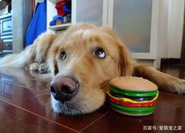 狗狗不同的叫声分别代表什么意思?资深养狗人士才听懂