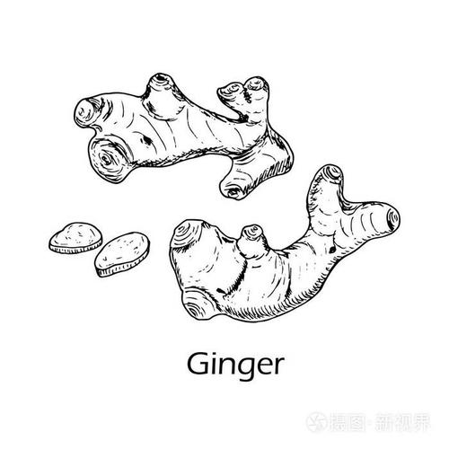 药用和厨房植物生姜