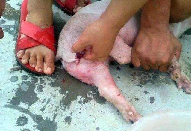 二,仔猪阉割小技巧及注意事项 1.实施手术的