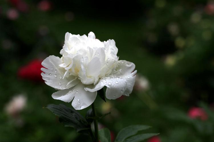 2020夏花冬赏——白色芍药花