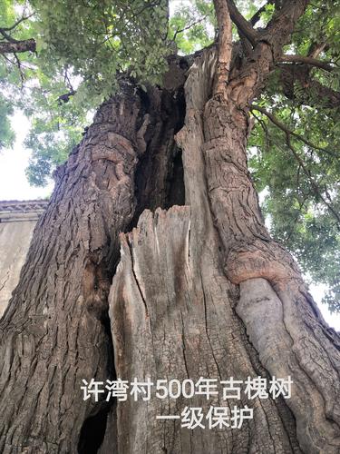下面是沿途拍到的古槐树,一起与大家分享