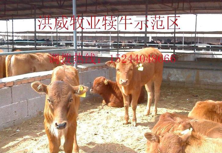 供应西门塔尔 小种牛 小牛苗 小牛犊 小牛崽