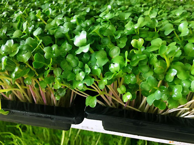 益康园芽苗菜 无土栽培种植技术 教学招商加盟