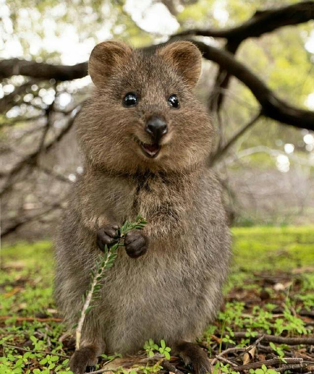 短尾矮袋鼠妈妈:太危险了,儿砸,对不住了,我丢!孩子:?