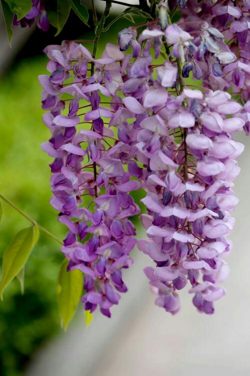 紫槐花具有良好的观赏价值,每到盛夏花期来临时,一串串紫色的槐花缀满