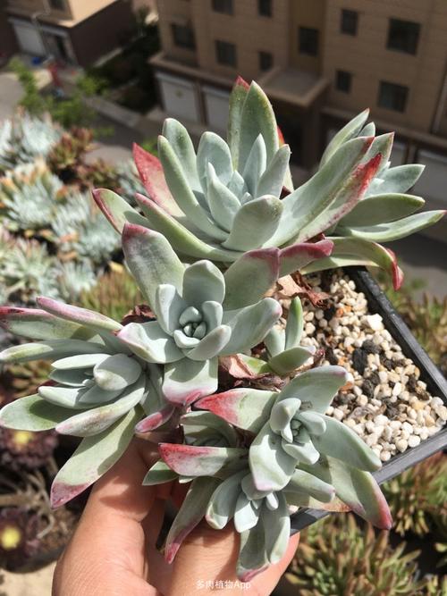 维金斯海瑟仙女杯 流丹白毫仙女杯 象牙叶仙女杯 流丹