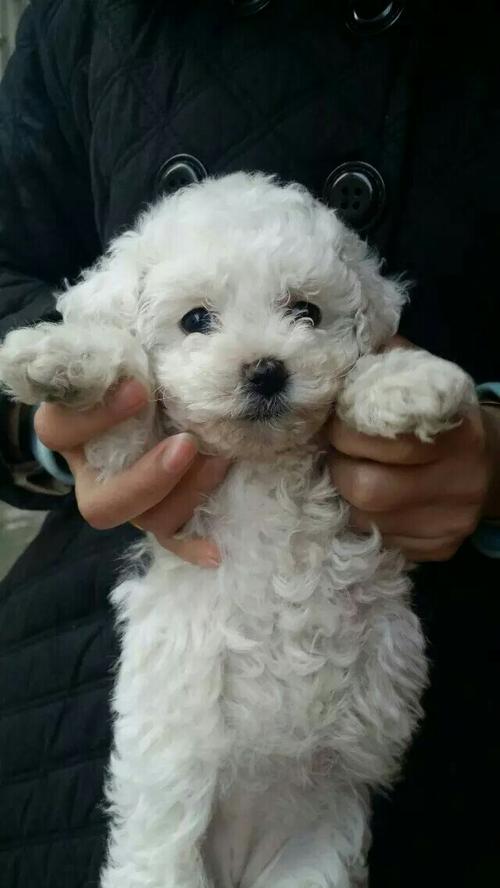 437lv7 擅长:暂未定制 向ta提问私信ta  展开全部 是串串,比熊小时候