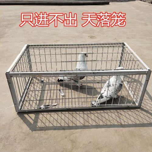白鸽笼鸽子笼养殖笼养鸽子的笼子鸽子撞门笼天落笼只进不出撞门笼自动