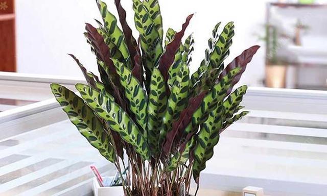 天鹅绒竹芋叶子耷拉