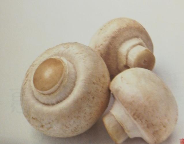 蘑菇(双孢菇)