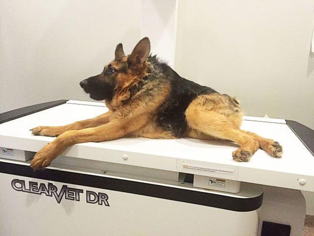 狗届卡西莫多,天生没脖子的"两厢狗",是遗传还是人为