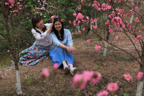 梦入桃花源