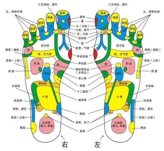 五脏之精都在脚上,一个小开关,健脾舒肝排肾寒,对抗衰老
