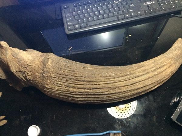 犀牛角化石可以雕刻吗