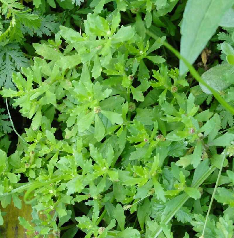 中药猫爪草功效与作用(三散草,黄花草,猫爪儿草(中药名))