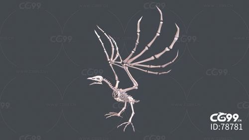 鸟骨头