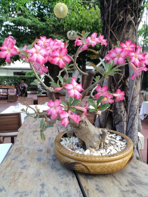            沙漠玫瑰,独特的造型